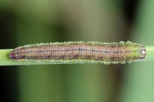 Dolerus aericeps